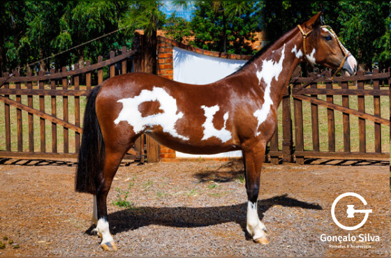 INVERNADA DA SEDE VELHA