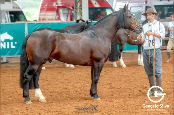 JUSTICEIRO 111 DO IMAGUARE