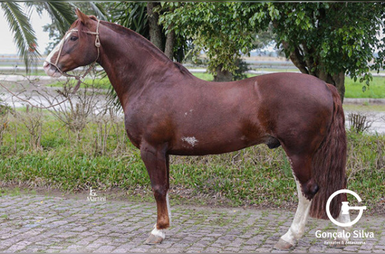 SEDUTOR TUPAMBAÉ 