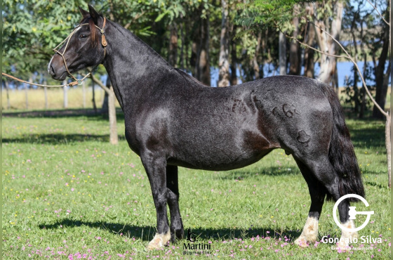 VENDA VERTICAL JOANA 668 DE NAZARETH OU POTRO