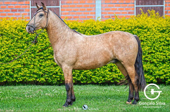 LA CASTELLANA UM PINGO