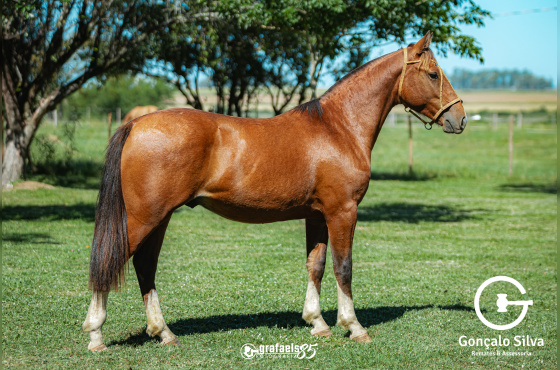TENGO FÉ DE SANTO ANICETO