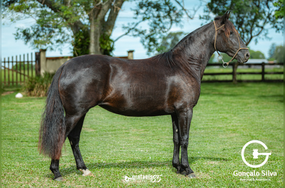 GUATEMALA II DA BOA VISTA