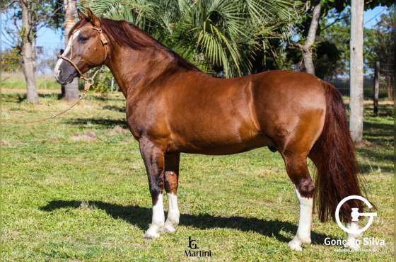 AS MALKE TORMENTO - TE 