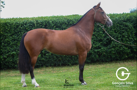 COBIÇADA DA QUINTA DO PINHEIRÃO