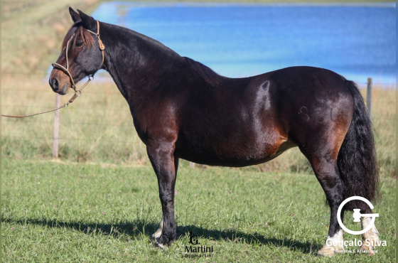 VULTA DE HONOR DO BARULHO 