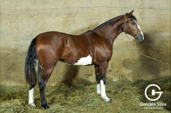 MONTE PAMPERO MALAGUETA