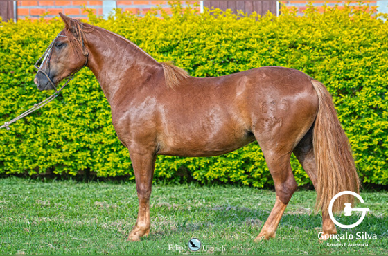 LA CASTELLANA UN PORTEÑO