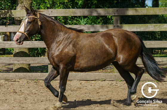 OBRA DE ARTE DA FAZENDINHA DA LI