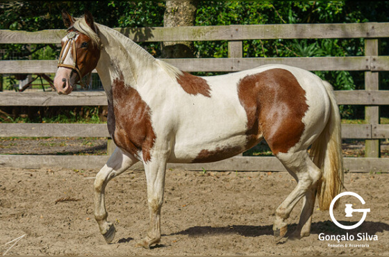 OBRA PRIMA DA FAZENDINHA DA LI