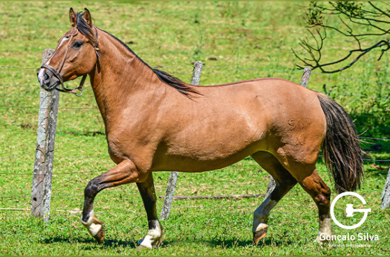 AGUA NEGRA DA MARCA ONZE