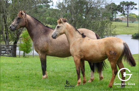 PANDILHA DA ESCONDIDA