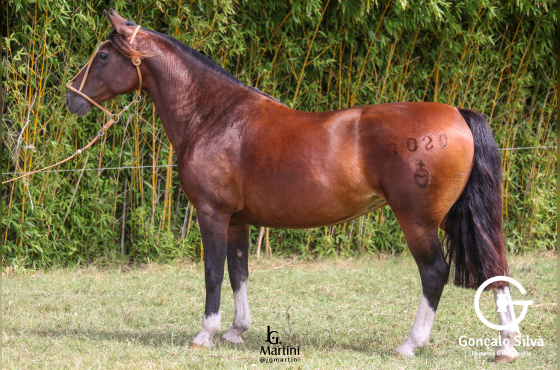 UNA JÓIA DO ACEGUÁ