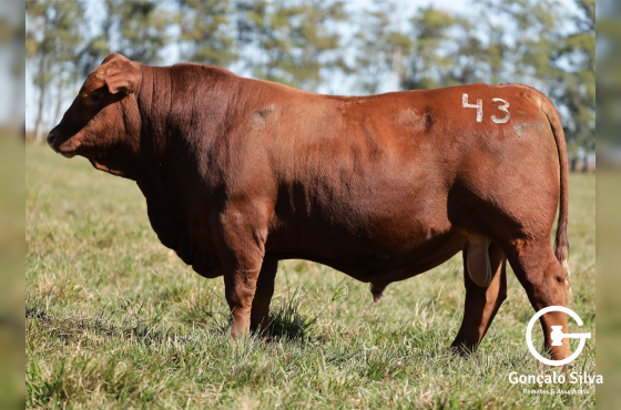 MR SORPRESA 3427