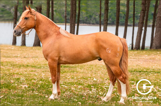 OURO DEZOITO DA ESTANCIA CAVERA 