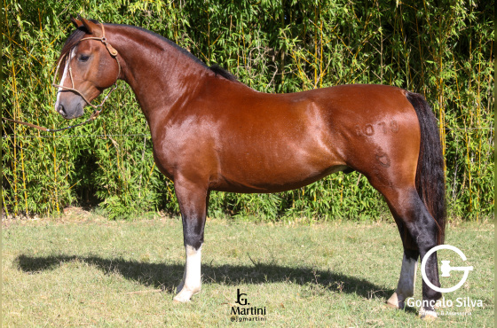 BRILHANTE DO ACEGUÁ