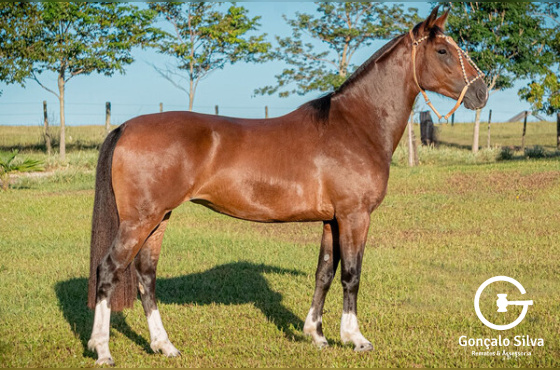 SERENATA DA SANTA MARIA DO ITU