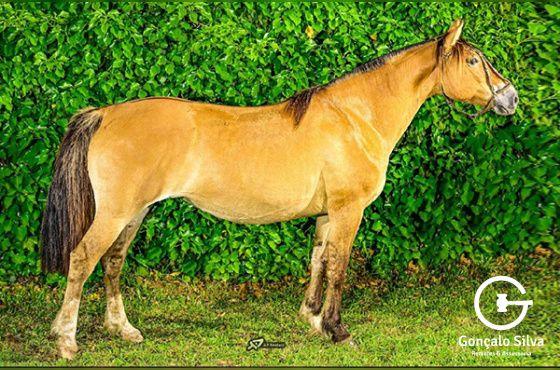 BT EMPÁFIA DO JUNCO