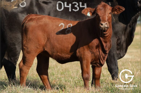 VACAS PRENHES COM CRIA AO PÉ - LOTE 