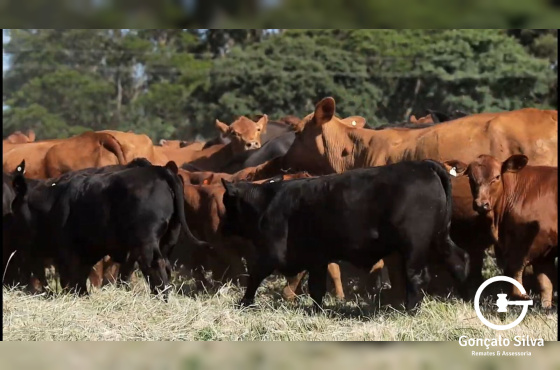 LIVRE ESCOLHA DE UM ANIMAL NASCIDO EM 2025