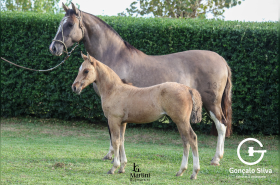 SINAL DA CRUZ DUQUESA