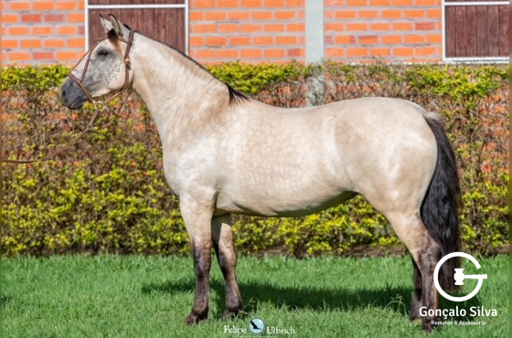 LA CASTELLANA RUBIA