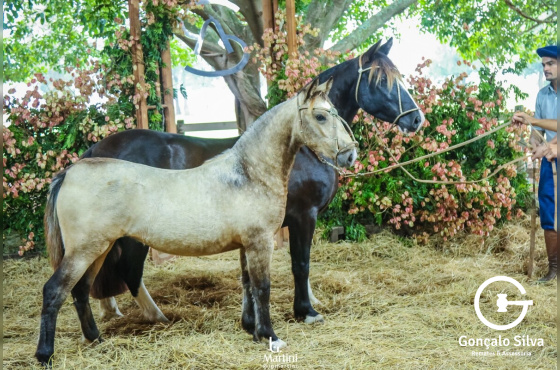 AS MALKE GOTA D'ÁGUA