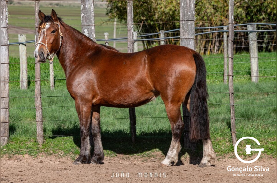  SANTA AUGUSTA UMBANDA