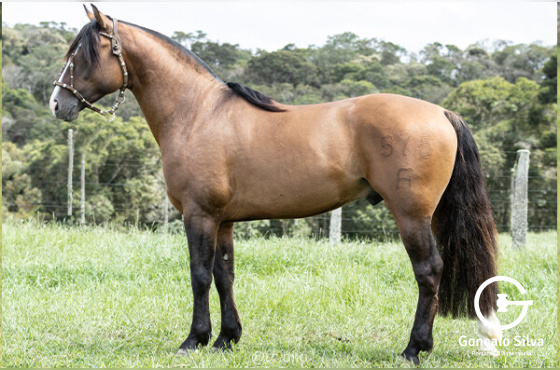ZAPATEADO DA BELA ALIANÇA