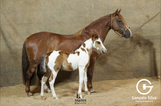 LECHIGUANA 410 DA TROVADOR 