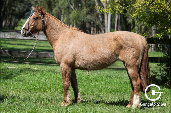NA ESCOLHA EMBRIÃO PIEDRAITA TAPE OU PLATA Y RIENDA TAPE OU QUILLAHUE TAPE
