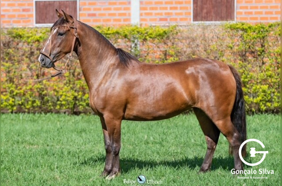 LA CASTELLANA ROLINHA