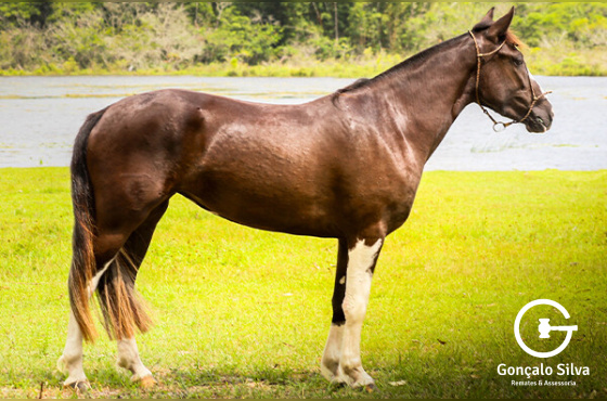 QUERENCIA DA ESTANCIA CAVERA