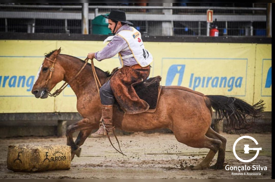 GUINDA DO VEIO D'ÁGUA - VENDA DE EMBRIÃO