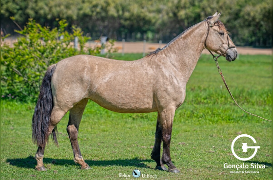MEIA VOLTA LIBERDADE