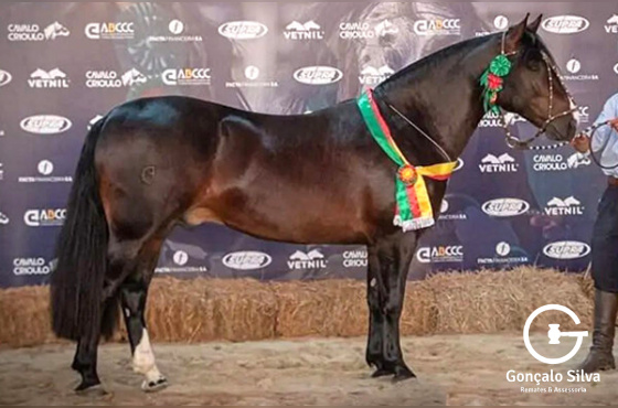 PATRÃO CAVALERA