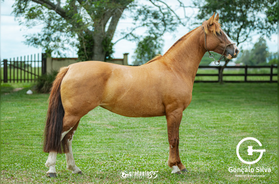 OUSADIA DE SANTO ANICETO-TE