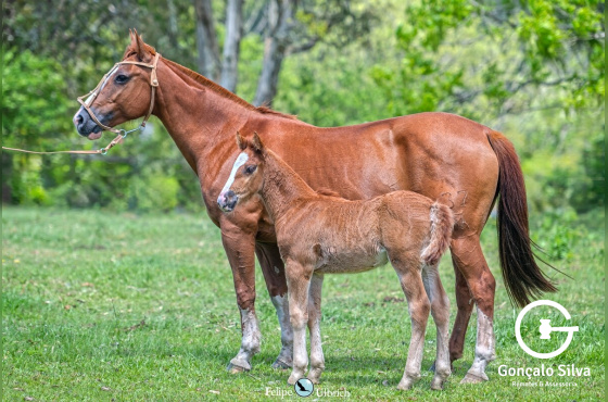 MEIA VOLTA ESCONDIDA