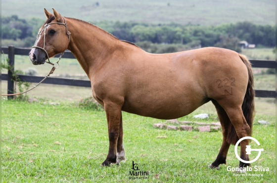 GATA MOURISCA 222 DA VENDRAMIN