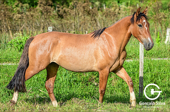 IMPERATRIZ DO RECADO