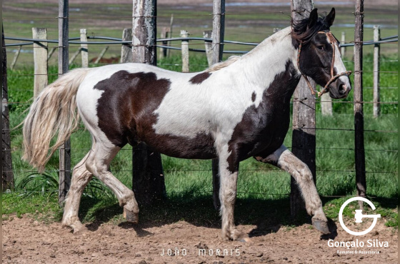  SANTA AUGUSTA URUTAU