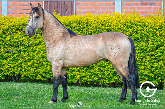 LA CASTELLANA UM AMIGO