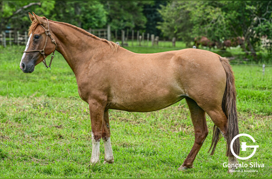 ESPERANÇA DO RECADO 