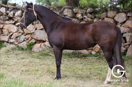 URUGUAIA DO VEIO D'ÁGUA