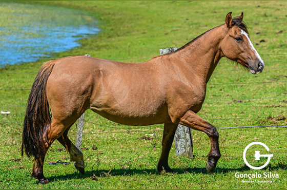 XIRUA DO PASSO DA LAGE 