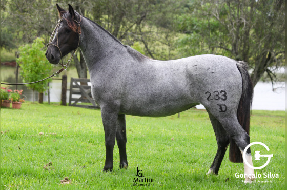 XUCRA DA SÃO JOÃO DO BURITY