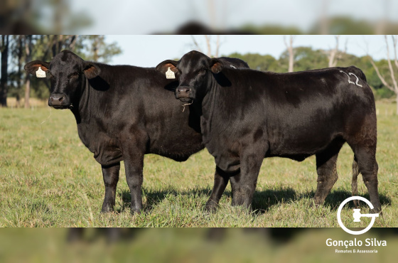 VACAS PRENHES – LOTE