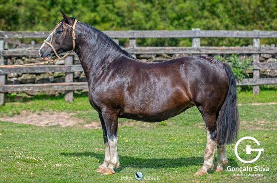 ELZA DOS CASTANHEIROS