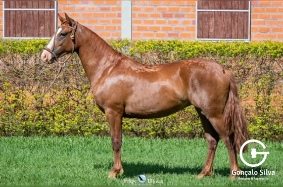 LA CASTELLANA SERRILHADA