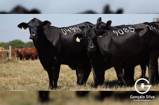 VACAS DESMAMADAS PRENHES - LOTE